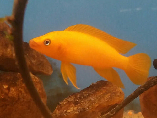 Neolamprologus Leleupi - African Cichlid 0