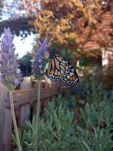 Combo X 5 Plantas Alimentan Mariposas Y Colibríes 2