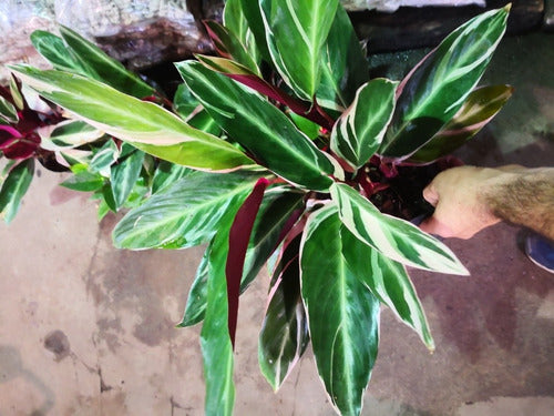 Planta De Calathea Stromanthe Rosa Deco Interior 1