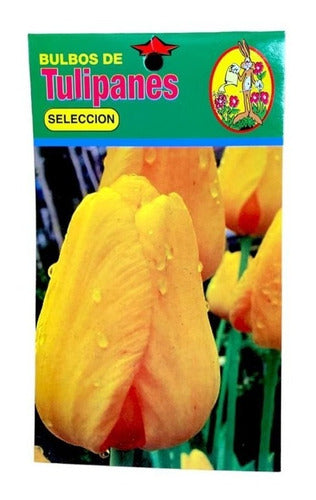 Agroparque Tulipán De Colores - Bulbos De Tulipán De Colores - Bulbos 6