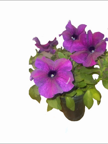 Mariany Floral Seedlings - Petunias N*12 (10 Units) 0