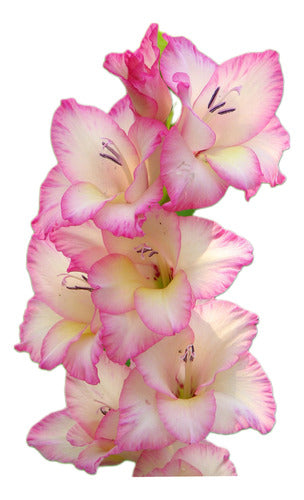 Agroparque Gladiolus Bulbs, Imported from Holland, Choose! X 10 1