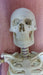 Mini Skeleton 85cm Height 9