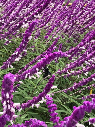 TROPICA Salvia Mexicana (Salvia Leucantha 'Purple Velvet') 1