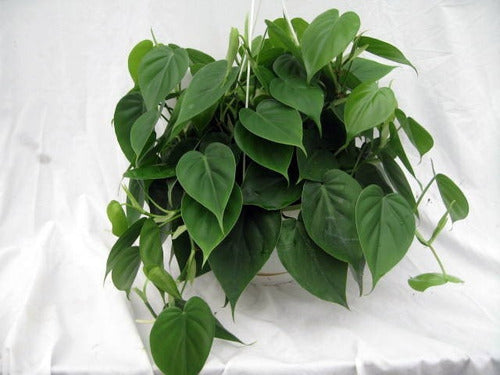 Hanging Cordatum Lemon Plant in Potus Deco for Indoor Decor 2