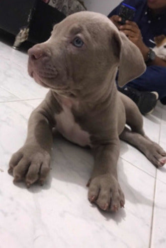 Pitbull Puppies for Sale - 45 Days Old 5