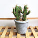 HinyoCo 6-Piece Artificial Cactus Faux Cactus Plant Arrangement 3