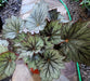 Begonia Rex (Pink or Silver) 4