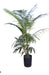 Clorofila_Plants Palmera Areca Gigante 30 L. Certified by Senasa 0