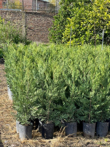 Leylandii Pine Live Hedge Nursery Wholesaler Cypress X4 3