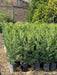 Leylandii Pine Live Hedge Nursery Wholesaler Cypress X4 3