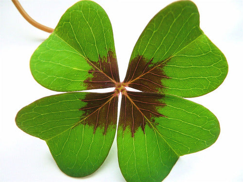 Oxalis Cruz De Hierro Iron Cross Trébol De La Suerte 0