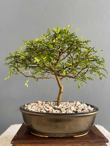 Bonsai Planta Osteomeles 15 Años Maceta Esmaltada N3 Frutos 3