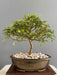 Bonsai Planta Osteomeles 15 Años Maceta Esmaltada N3 Frutos 3