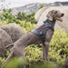 OneTigris Tactical Dog Harness - Adjustable Tactical Dog Harness With Handle Full Body Dog Vest For Hiking Training Outdoor Dogs (Grey, Small) 4