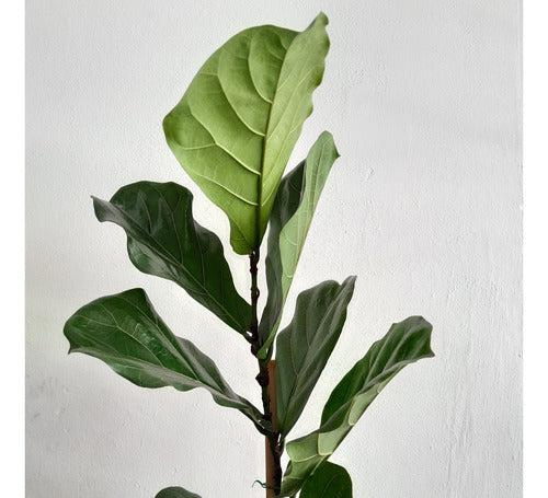 Pasión Botánica Combo Ficus Lyrata Pandurata + Maceta Gota Mate N36 Lisa 0