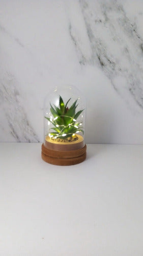 HYF Glass Globe Terrarium with Artificial Succulent and LED Light 0