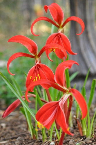 Flor de Lis Bulbs (Sprekelia Formossisima) 3