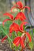 Flor de Lis Bulbs (Sprekelia Formossisima) 3