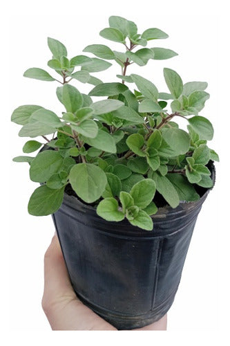 PROYECTO SAVIA Orégano - Organic Seedlings - Aromatic - Garden 0