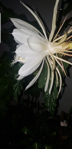 Augusbru Planta Dama De Noche (Epiphyllum) Maceta N*14//Colgante N*18 6