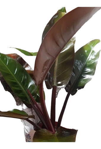 Philodendron Black - Filodendros 0