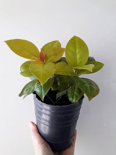 Pereskia Aculeata Godseffiana Planta 0