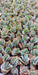 Viverovidapermacultura Plantines Cactus Suculentas X Mayor En Bandeja Oferta X100 1