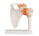 Life-Size Shoulder Joint Model with Ligaments 0