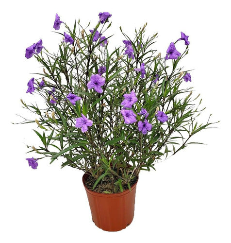 Ruellia Violetas,  ( Petunia Mexicana ) Plantas 0