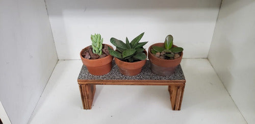 Artesanal Plant Holder for Cactus and Succulent - Double Wood with Pots 3