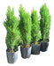 Plantas Naturales Pino Limon X10 Unidades En 3 Litros 0