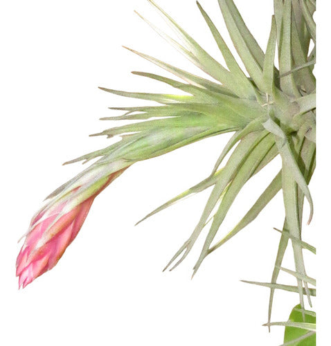 Clavel Del Aire Tillandsia Bergerii Aeranthos Recurvifolia 3 1