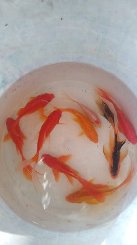 Koi Carp 5 Cm 0