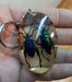 Natural Resin Insect Keychain 3