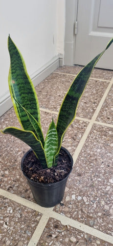 Augusbru Sansevieria - Snake Plant - Mother-in-Law's Tongue 2