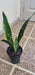 Augusbru Sansevieria - Snake Plant - Mother-in-Law's Tongue 2