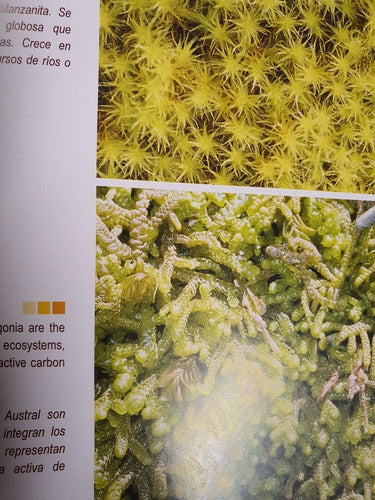 Book: Fungi, Lichens, and Mosses Guide - Spanish-English Hardcover - Libro:Hongos,Liquenes Y Musgos-Guia-Español Ingles-Tapa Dura