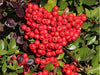 Crataegus ( Pyracantha Coccinea) 2