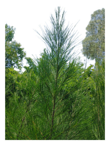 Casuarina Cunninghamiana Promo Pack X10 Unidades 0