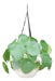 Ohana Arte Natural Pilea Peperomioide + Hanging Pot 0