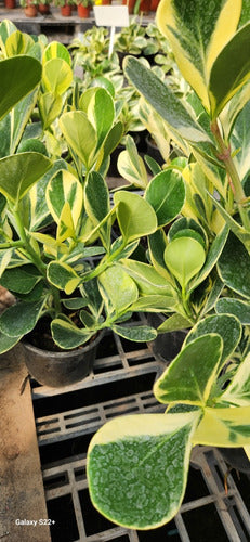 Clusia Fluminensis  Variegada, Novedad ! 4