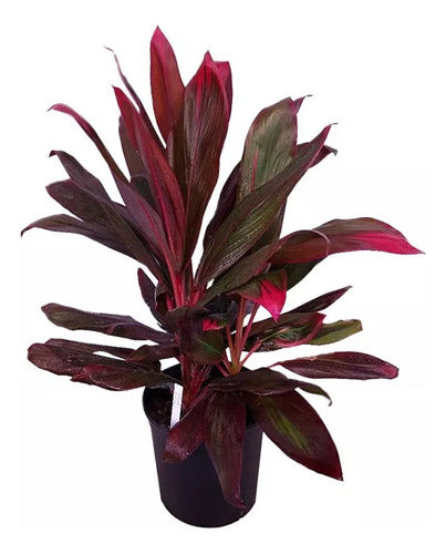 Dracena Rubra , Gigantes 0