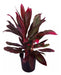 Dracena Rubra , Gigantes 0