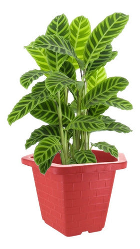 Haixing Hexagonal Plastic Planter 2