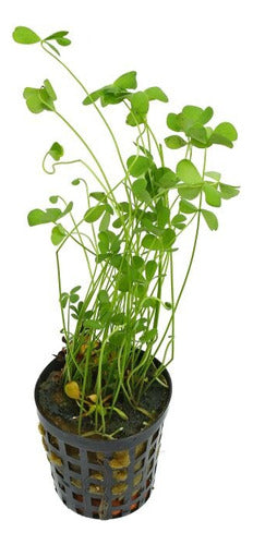 Marsilea Crenata Aquarium Plant 4