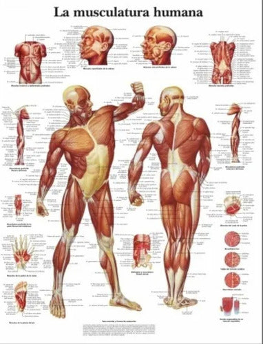 Sistema Linfático - Cuerpo Humano Biologia - Lámina 45x30 Cm 1