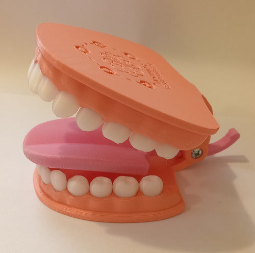 Articulated Educational Mouth Model 4