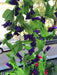 Artificial Vine Flower Strips 5 Strips 2m Each 9
