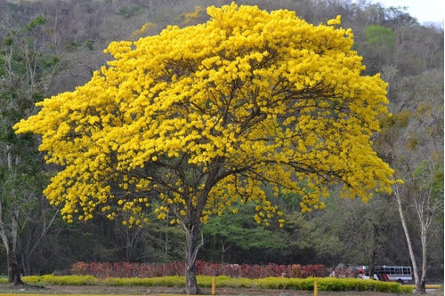 Lapacho Amarillo,  Handroanthus Pulcherrimus 1